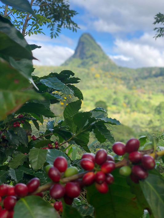 Honduras - Finca La Unica Washed Lempira