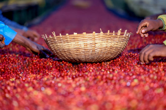 Ethiopia - Ture Waji Badeyi Natural
