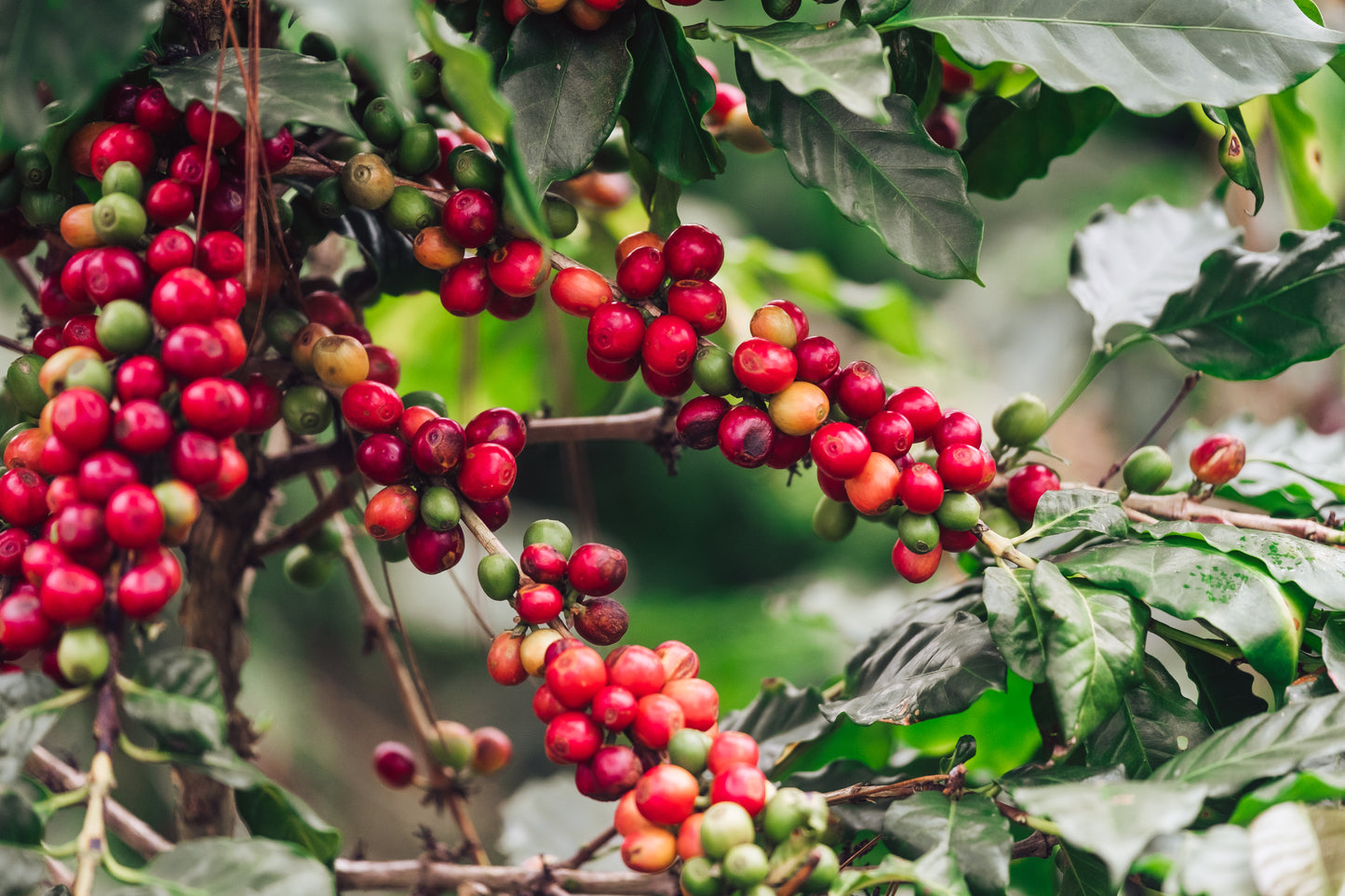 Honduras - Finca Terrerito Natural