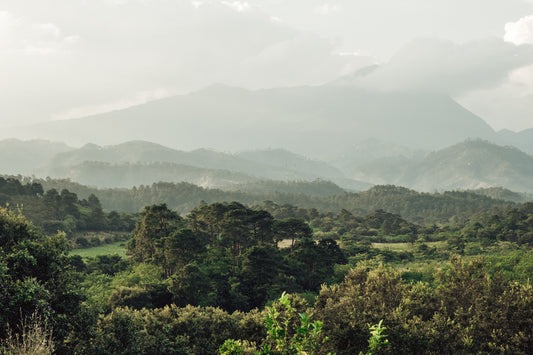 Honduras - Finca Terrerito
