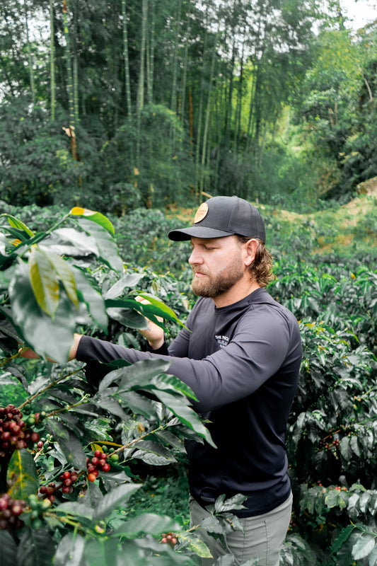 Colombia - Sebastian Ramirez Washed Pink Bourbon