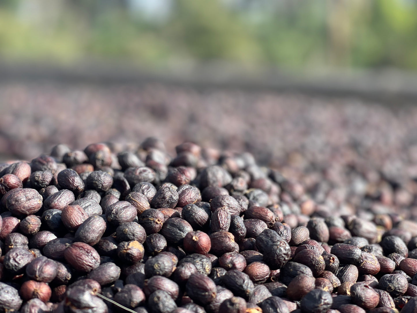 Ethiopia - Ture Waji Badeyi Natural