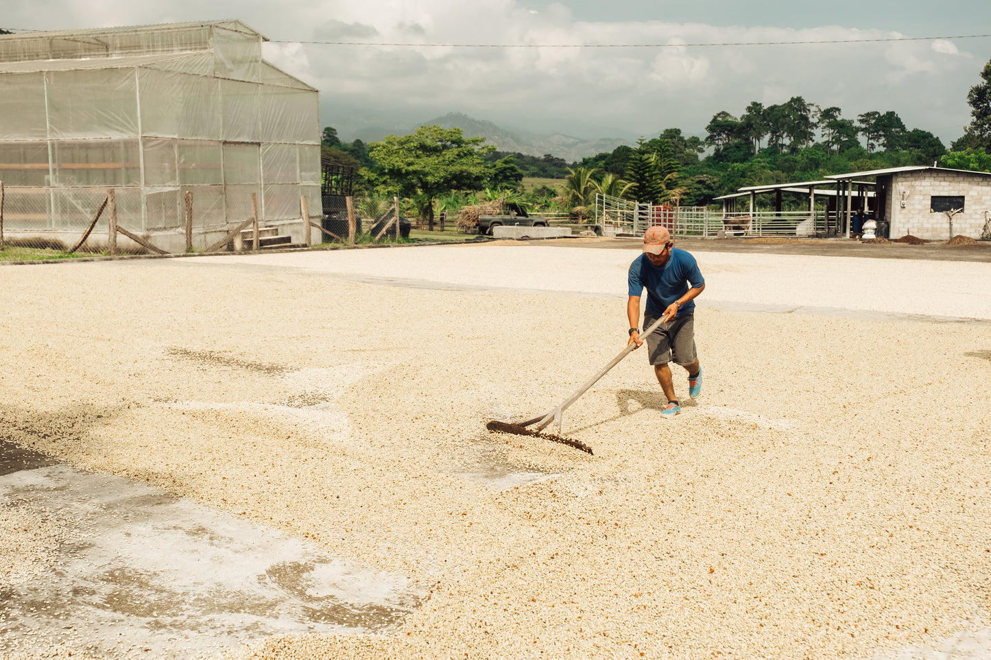 Honduras - Finca Terrerito