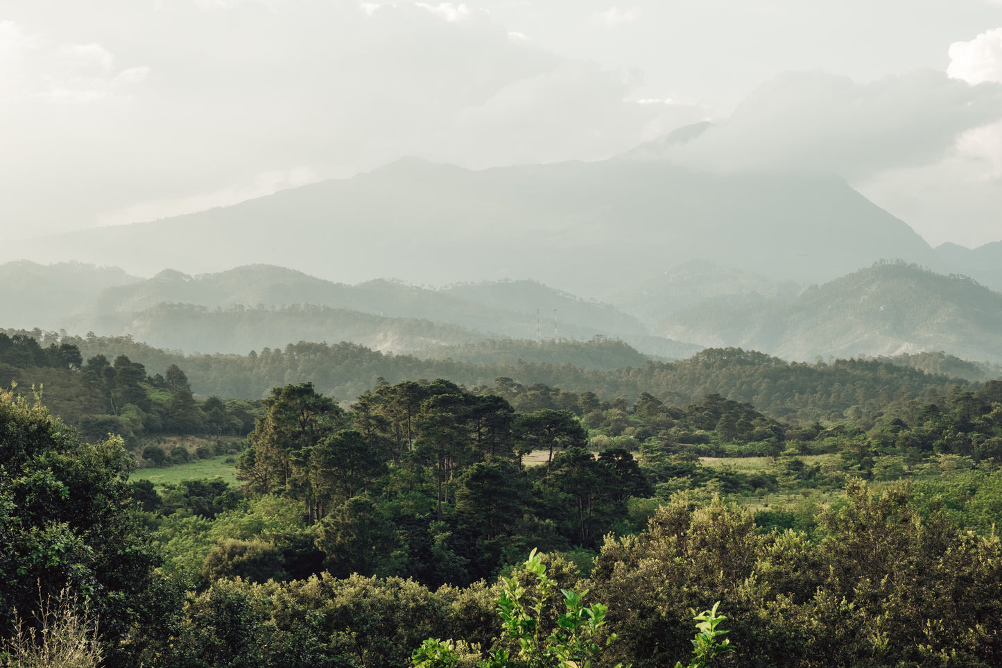 Honduras - Finca Terrerito