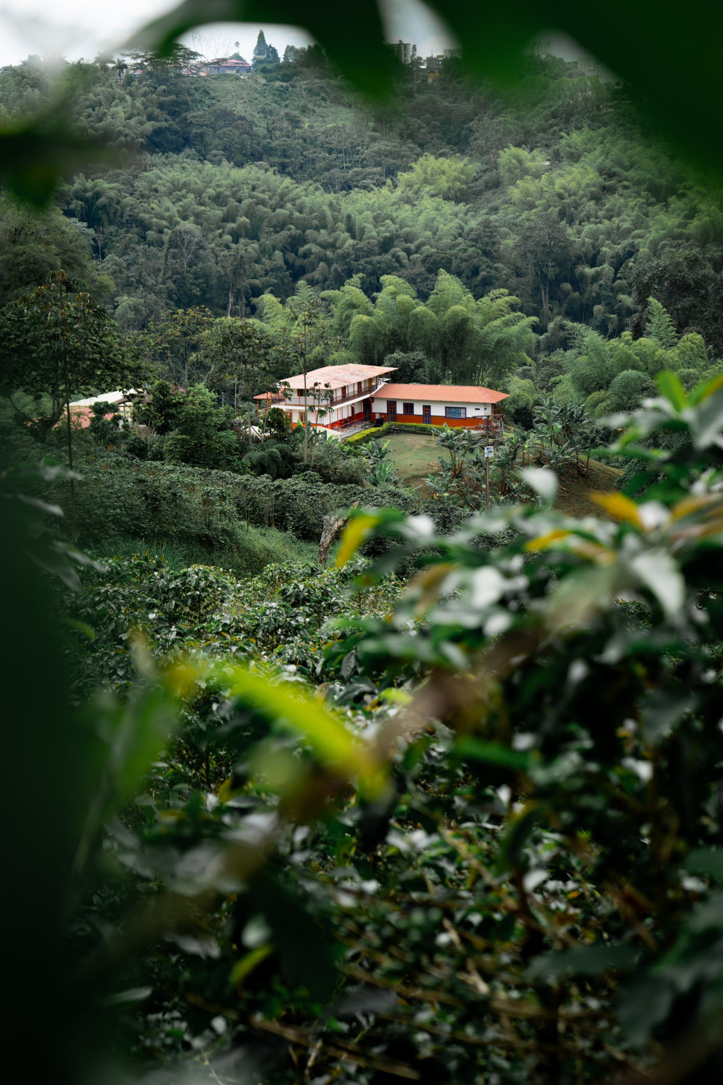 Colombia - Sebastian Ramirez Washed Pink Bourbon [2026 - Archived]
