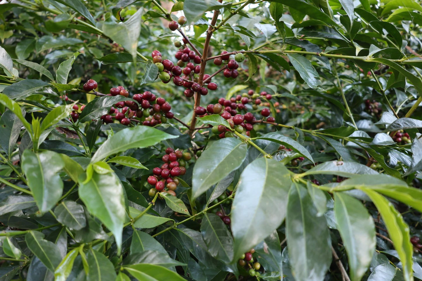 Ethiopia - Ture Waji Badeyi Natural