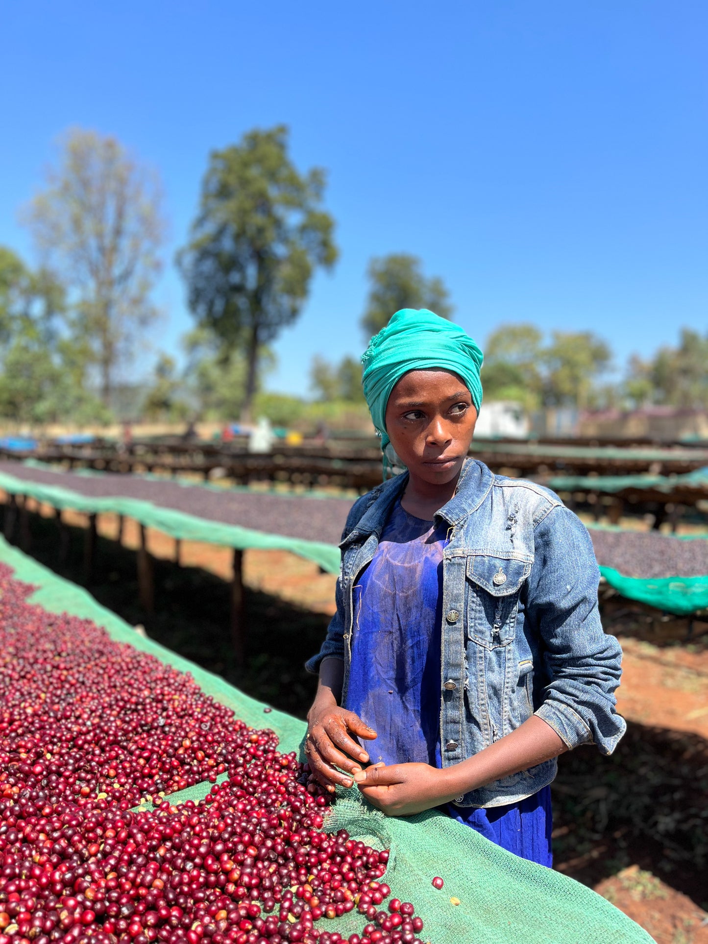 Ethiopia - Buku Abel Natural