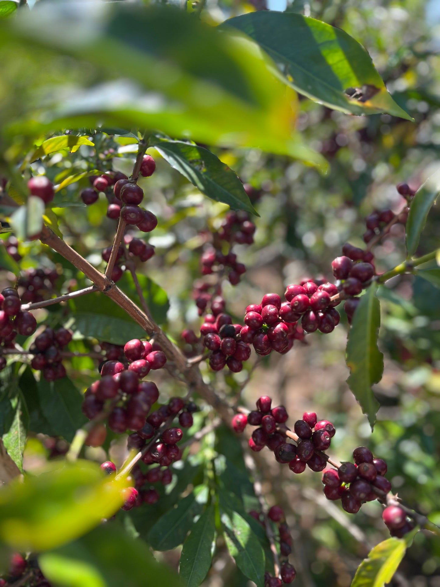 Ethiopia - Buku Abel Natural