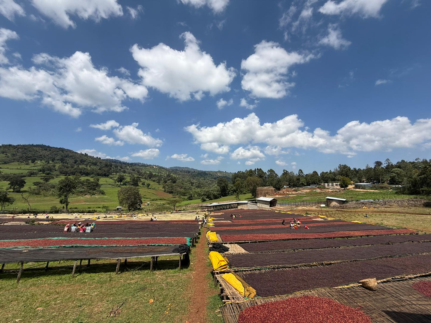 Ethiopia - Buku Abel Natural