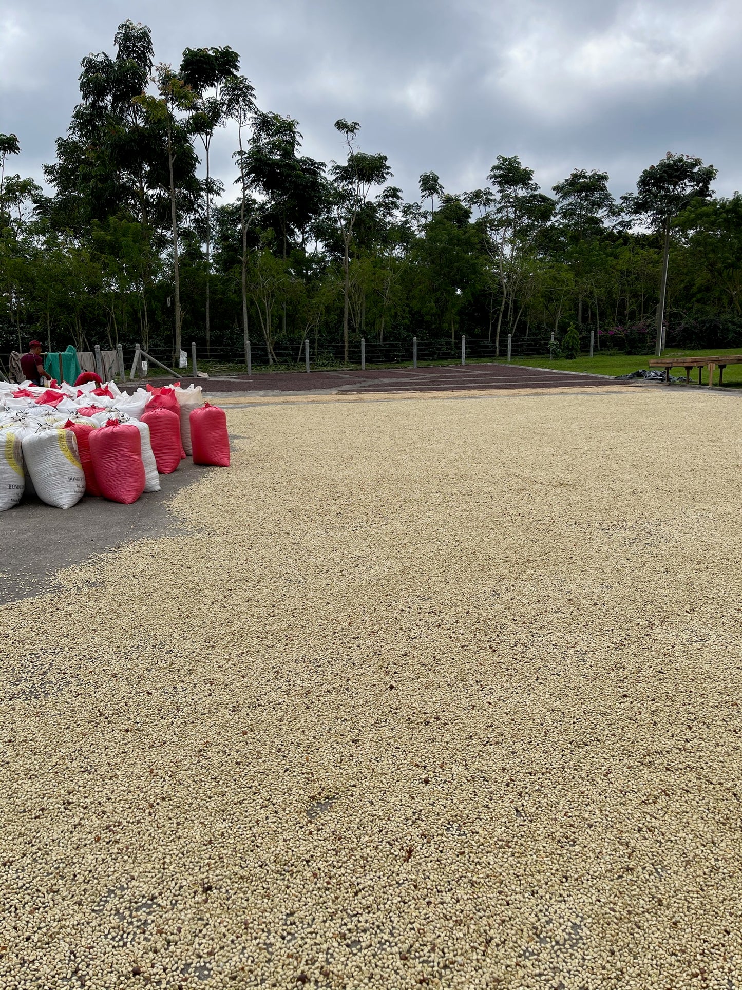 Honduras - Finca La Unica Washed Lempira