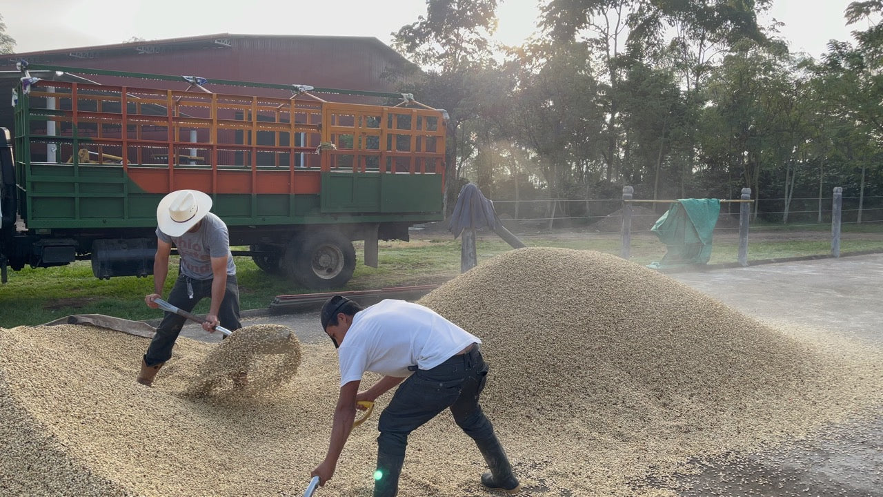 Honduras - Finca La Unica Washed Lempira