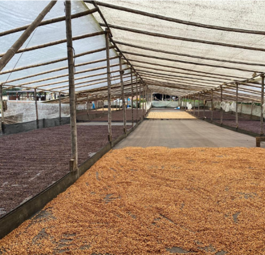 Colombia - La Piragua Anaerobic Natural Caturra