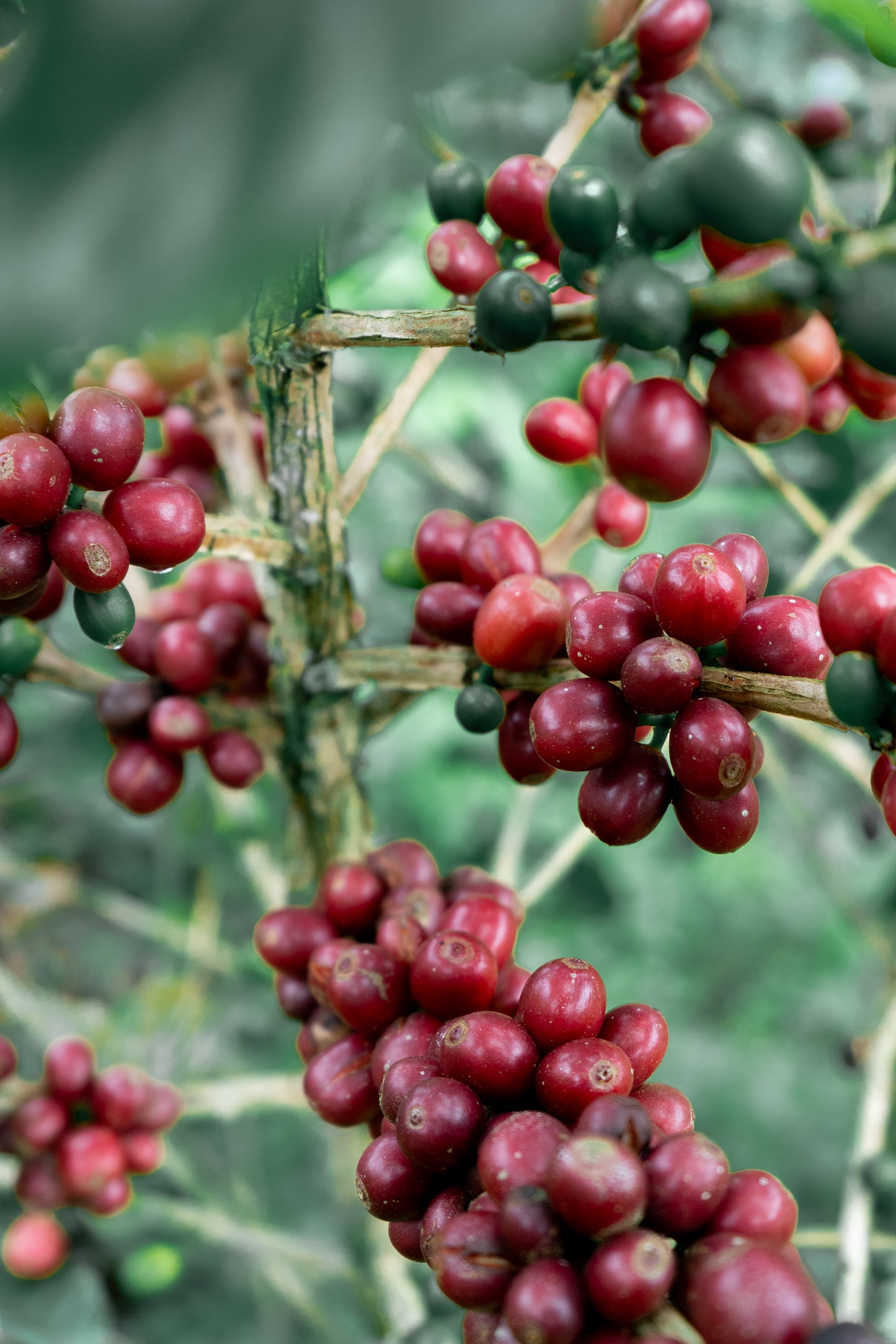 Colombia - Sebastian Ramirez Washed Pink Bourbon [2026 - Archived]